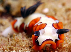 Nudibranch, Chromodoris fidelis. Picture taken on the sec... by Anouk Houben 